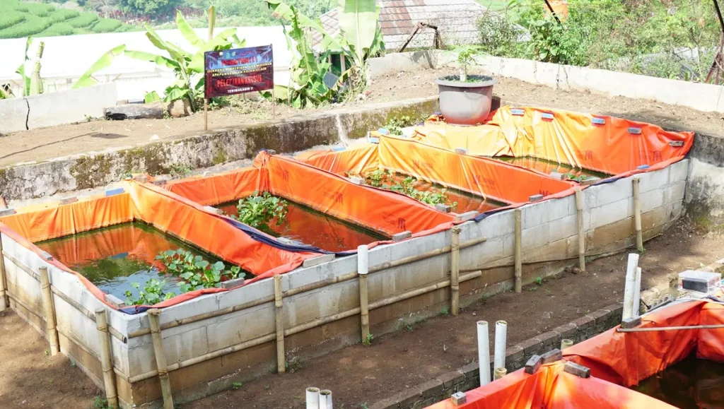 Sejumlah kolam ikan yang menjadi Living Lab Universitas Widyatama di Desa Cileles, Jatinangor, Sumedang.